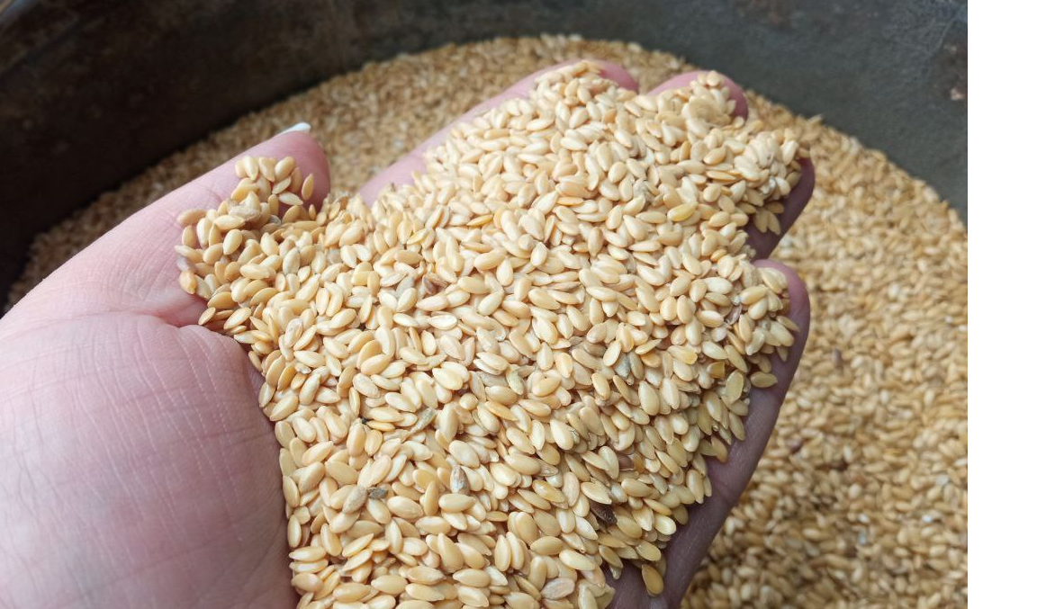 Sprzedajemy len złoty własnej produkcji z Ukrainy