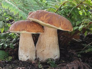 Grzyby z gatunku Boletus edulis Pokrojone na połówki lub