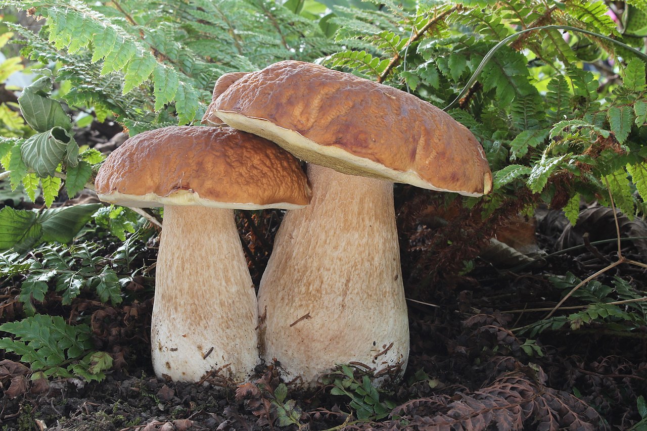 Grzyby z gatunku Boletus edulis Pokrojone na połówki lub ćwiartki Mieszanka nóżek i kapeluszy Bez zapachu i ciał obcych Pakowane w worki polietylenowe Gatunek