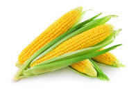 I offer for sale dry corn with very good parameters (undetectable DON) of Ukrainian origin for delivery to Western European countries, not covered by the