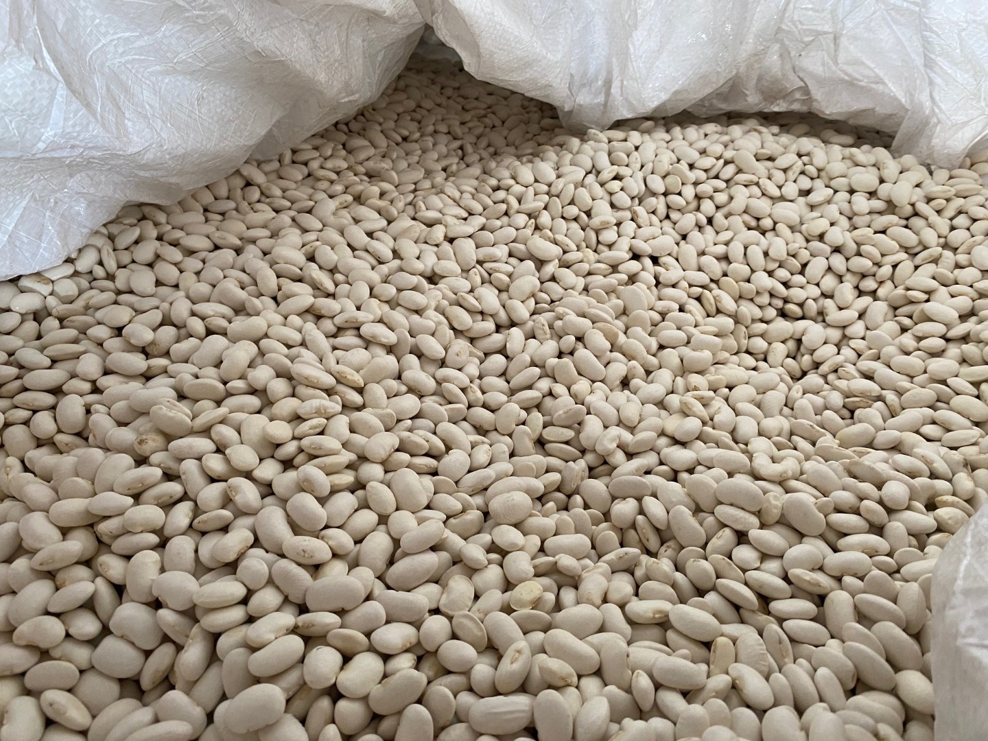 Oferim fasole de foarte buna calitate: Jaś pitic, 100-140 de boabe la 100 de grame, conținut de umiditate de până la 16%, Avem și fasole Aura 180-220 de boabe