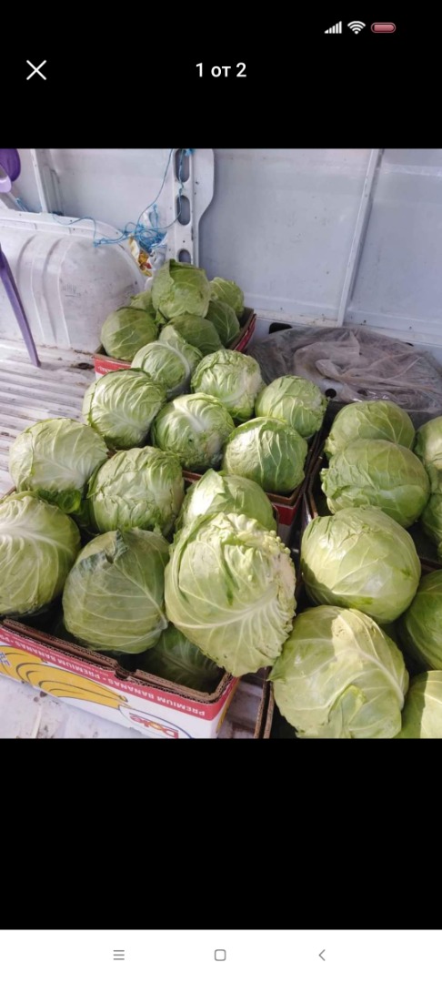 Oferuję kapustę Mursal, możliwość wystawienia faktury