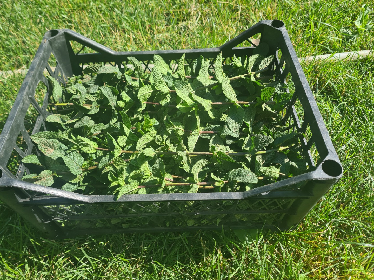 Sprzedam świeżą miętę holenderską, posiadam certyfikat od producenta, więcej informacji pod nr