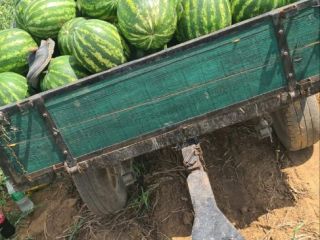 8-12 kg na sztukę