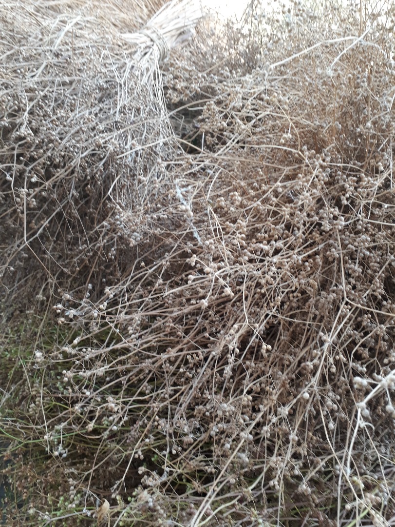 sprzedam ekologiczne ziarno kolendry