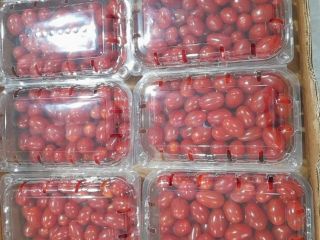 Pomidor koktajlowy Grape Premium pakowany g dostępne sztuk