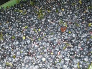 Posiadam na sprzedaż codziennie zbierane nieczyszczone jagody w dużej