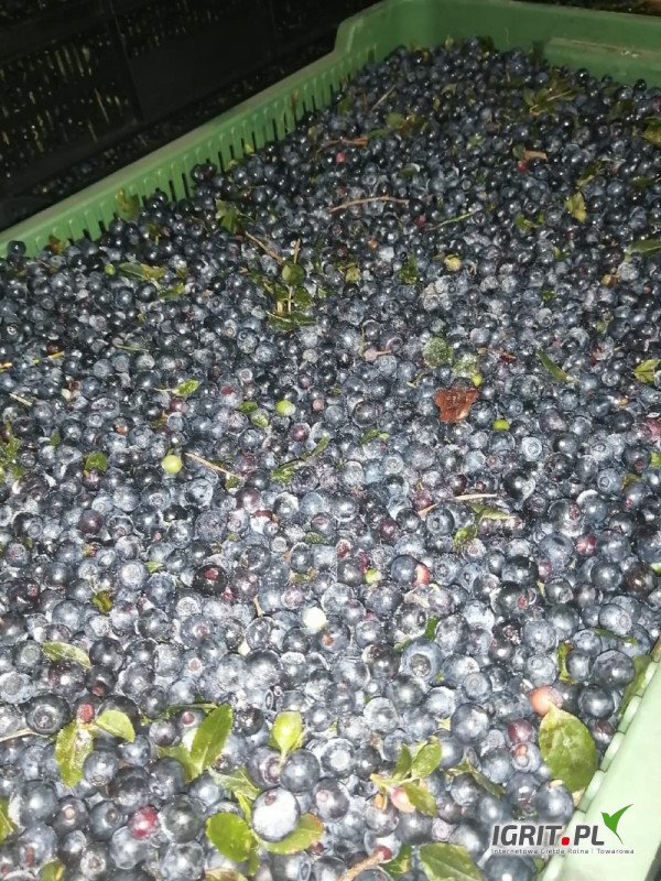 Posiadam na sprzedaż codziennie zbierane nieczyszczone jagody w dużej ilości