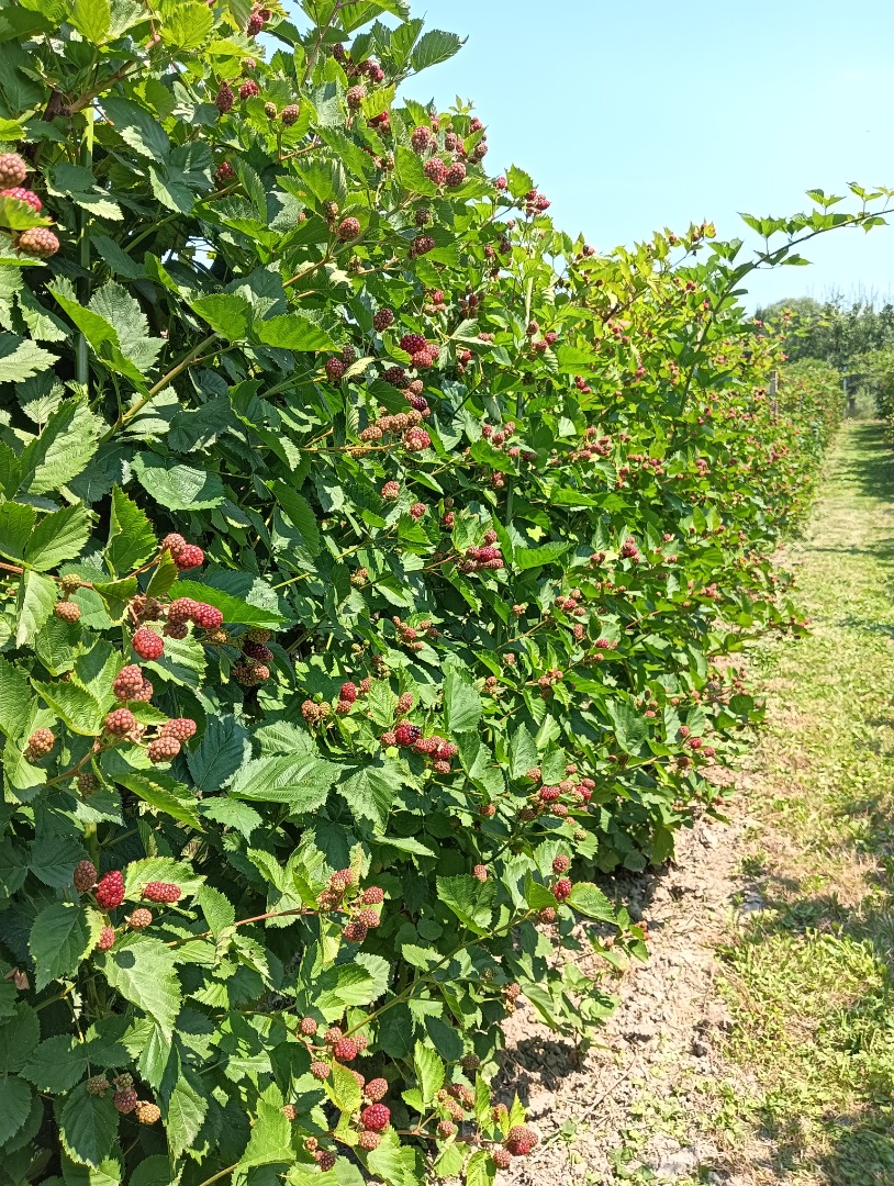 Ekologiczne jeżyny w miejscowości Prunisor, powiat Arad, szukam kupca
