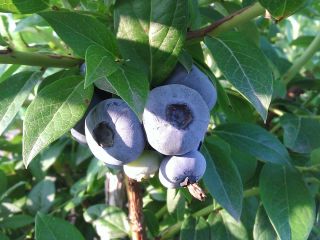 Sprzedam borówkę amerykańską z własnej plantacji. Możliwość wysyłki do