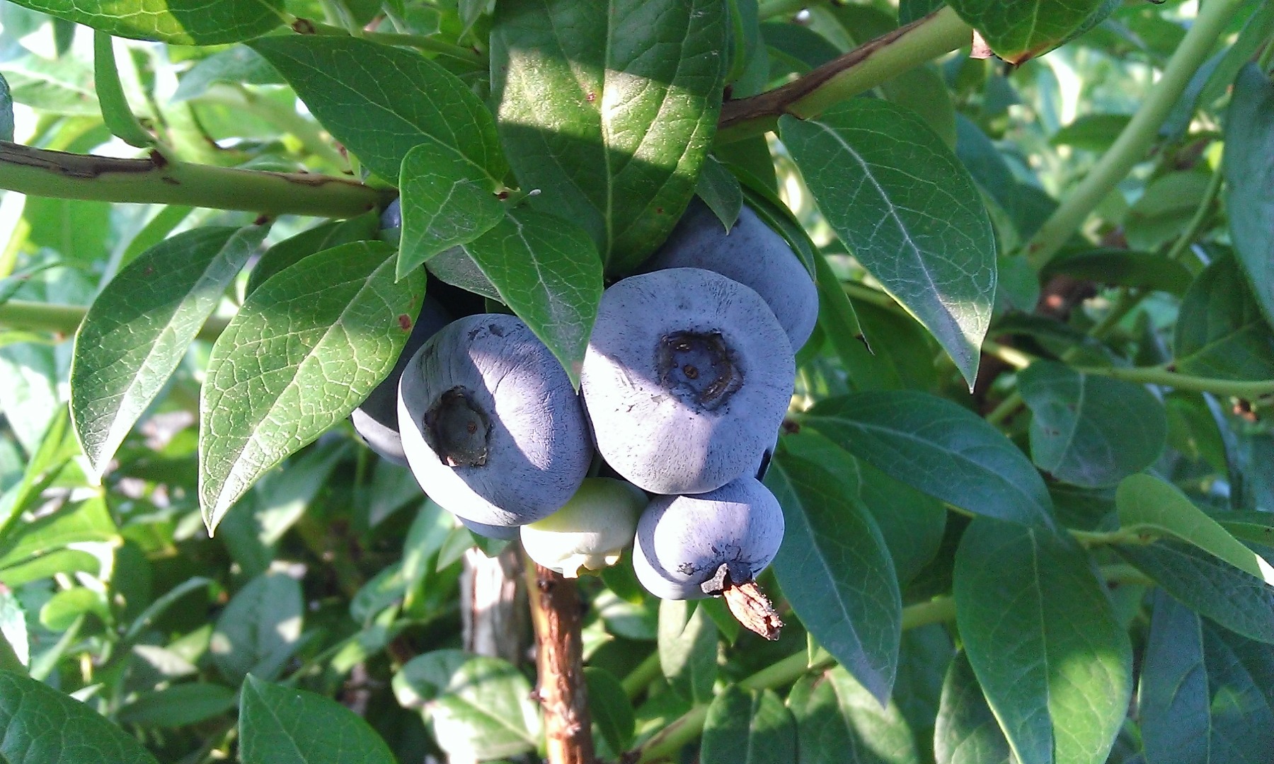 Sprzedam borówkę amerykańską z własnej plantacji