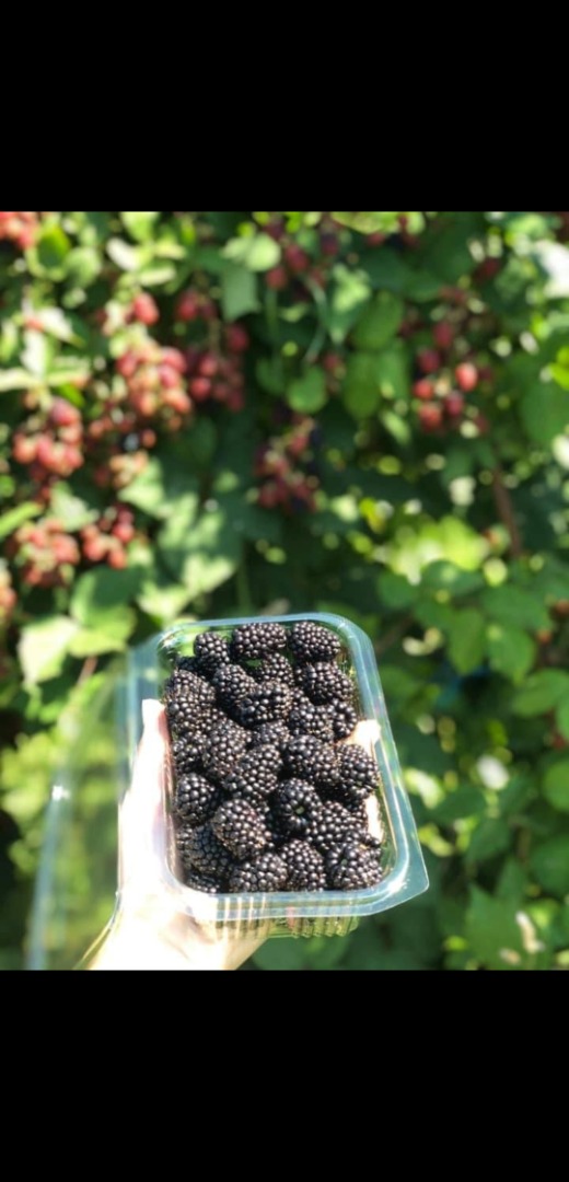 Sprzedam jeżyny uprawne odmiany ThornFree w doniczkach gram własnej produkcji, uprawa znajduje się w miejscowości Arbore w hrabstwie Suceava Rumunia, przy