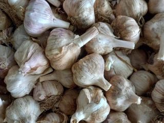 Witam, sprzedam czosnek hiszpański, biały, czerwony, rozmiar jaki chcesz,