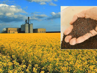 We are Ukrainian agro company: FARM PSHENYCHNYI H.O. We