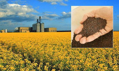 We are Ukrainian agro company: FARM PSHENYCHNYI H.O
