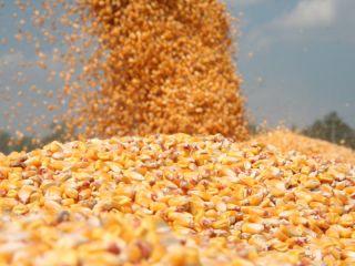 Sprzedam 30 ton dobrej jakości suchej kukurydzy.Cena 1 leja/0,20euro/kg