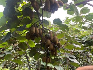 Produkujemy Kiwi w Iranie, około 500 ton, gwarantujemy Kiwi