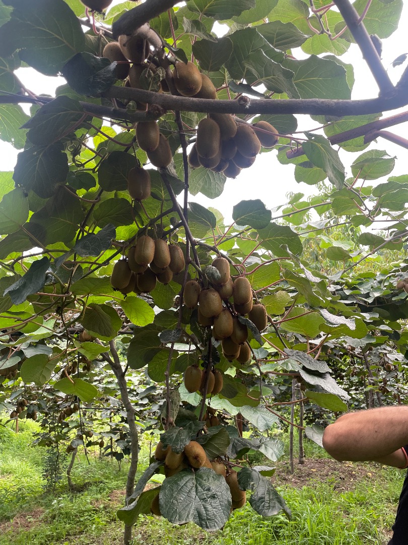 Produkujemy Kiwi w Iranie, około 500 ton, gwarantujemy Kiwi bez żadnych hormonów i ogólnie substancji toksycznych