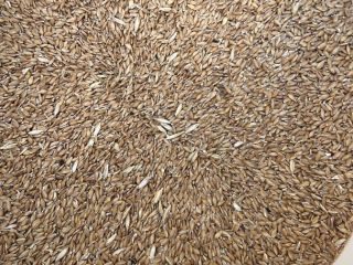 Sprzedam pszenicę samopszą 6 ton łuskaną własnej produkcji bez
