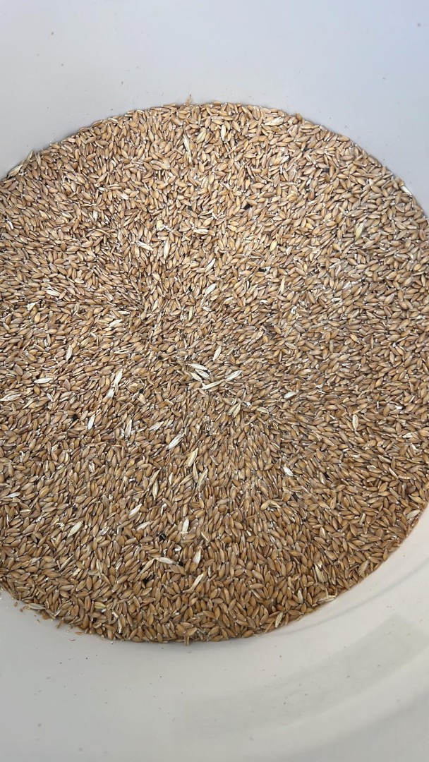 Sprzedam pszenicę samopszą 6 ton łuskaną własnej produkcji bez nawozów i środków chemicznych