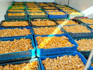 Firma z Ukrainy zajmuje się sprzedażą produktów leśnych do