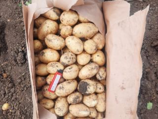 Oferujemy młode ziemniaki w bardzo niskiej cenie. Siatka 25