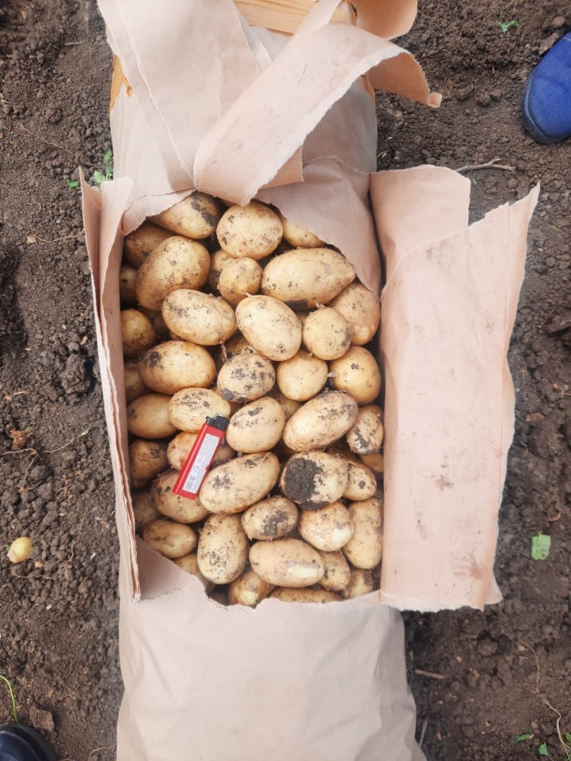 Oferujemy młode ziemniaki w bardzo niskiej cenie