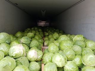 Kup Kapustę Sezon 2023 Pochodzenie: Macedonia Północna - Wszystkie
