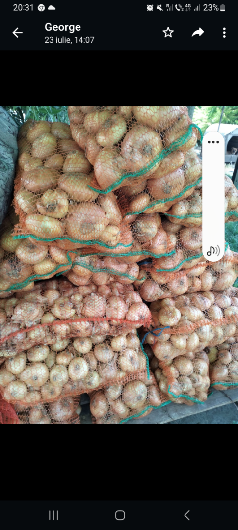 Cebula sortowana w worki 10 kg, kalibrowana, kaliber +50