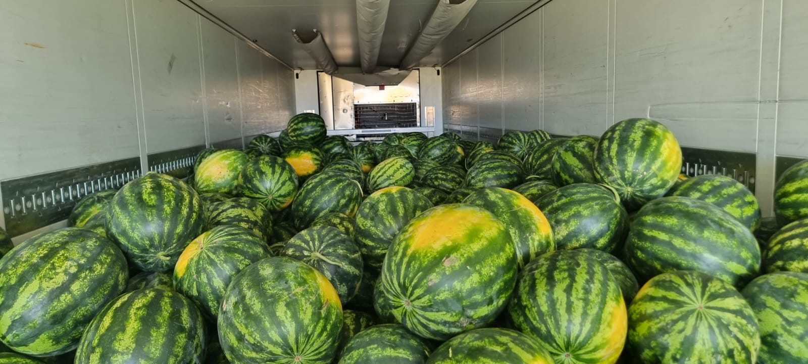 Rumuńska firma BIOGLOBE STANDART oferuje arbuza w skrzyniach 700 kg z Bułgarii, wielkość 5-12 kg jest duża ilość cena podana od ręki na warunkach FCA