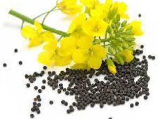 Witam, nasza agrofirma RUSBEK AGRICO UKR sprzedaje nasz rzepak