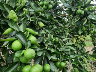 Sprzedam Limonki Tahiti klasy 1 prosto od producenta. Minimalne