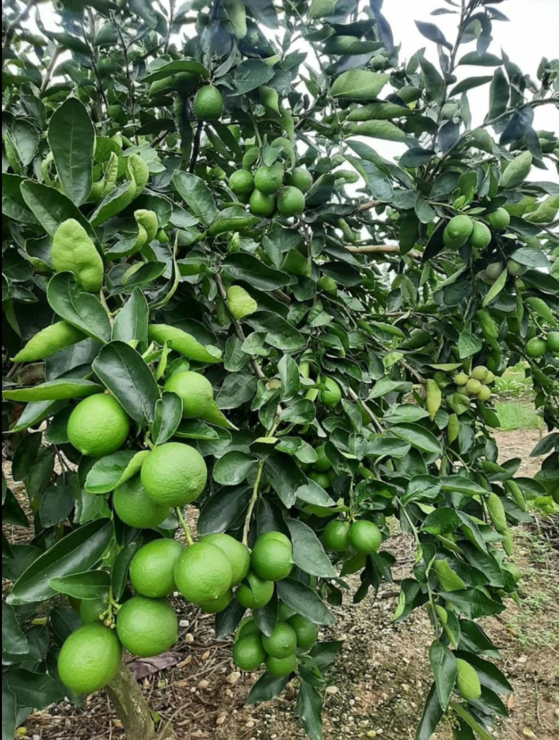 Sprzedam Limonki Tahiti klasy 1 prosto od producenta