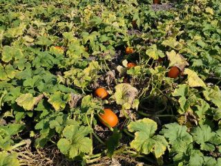 Sprzedam dynie Halloween, Posiadamy rożne kalibry 1-4 kg, 3-8