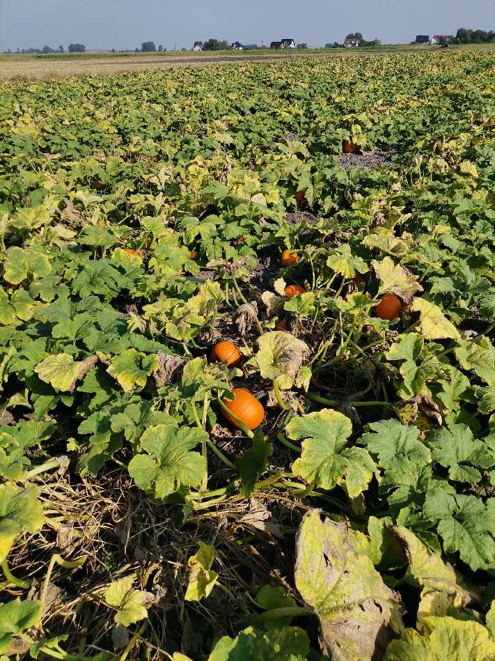 Sprzedam dynie Halloween, Posiadamy rożne kalibry 1-4 kg, 3-8 kg oraz 8-12 kg