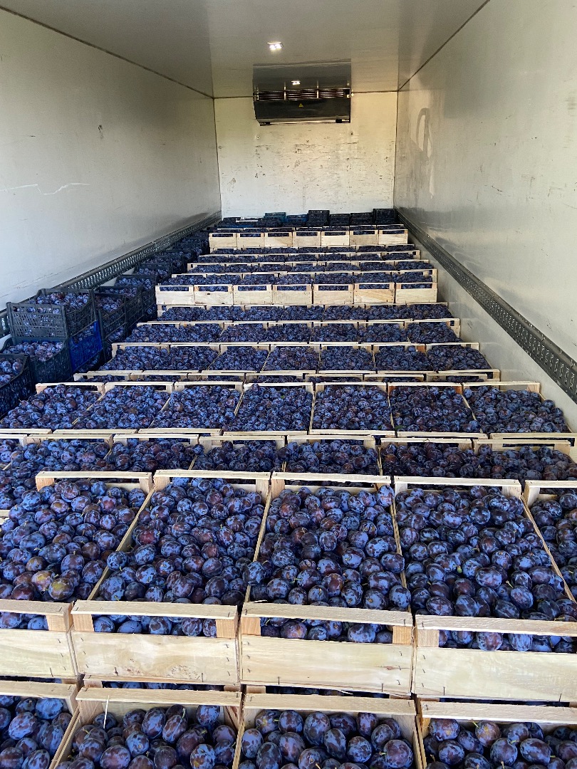 I will sell a plum, variety Lipotyk