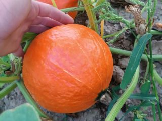 Witam, Sprzedam świeżą, dojrzałą, ładnie wybarwioną dynię hokkaido Polecam