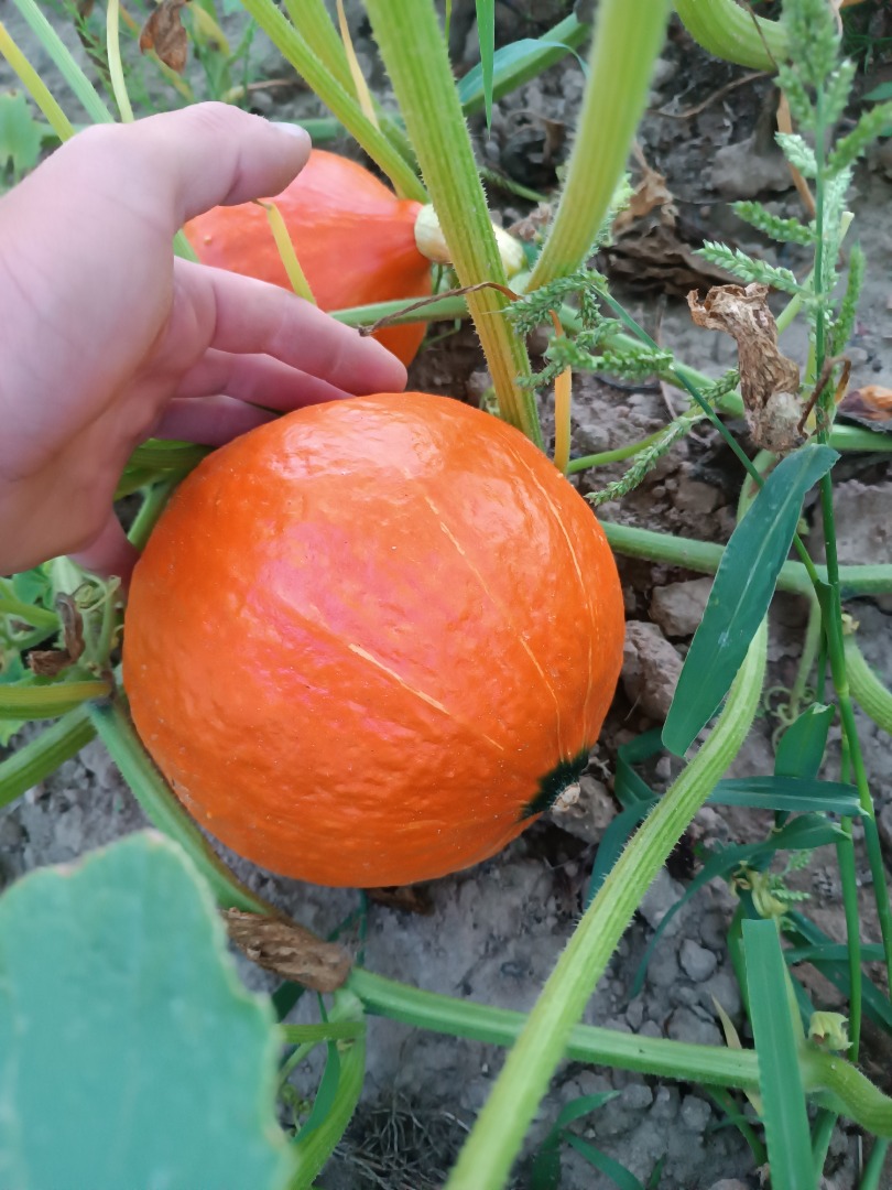 Witam, Sprzedam świeżą, dojrzałą, ładnie wybarwioną dynię hokkaido Polecam serdecznie i zapraszam do zakupu - dostępne ilości detaliczne i hurtowe! Posiadam