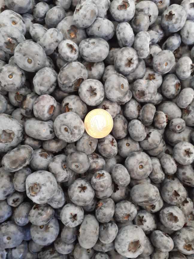 Sprzedam borówkę amerykańską