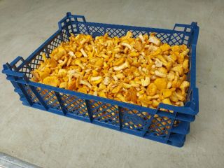 Oferujemy świeże Chantarelle z Estonii. Opakowanie plastikowe lub drewniane