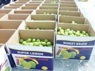 Sprzedam Tahiti Limes Grade 1 prosto od producenta. Minimalne