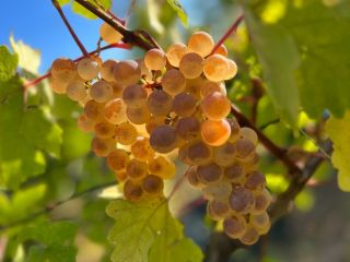 Winogrona najwyższej jakości - Panciu Zone Dostępne odmiany: Fetească