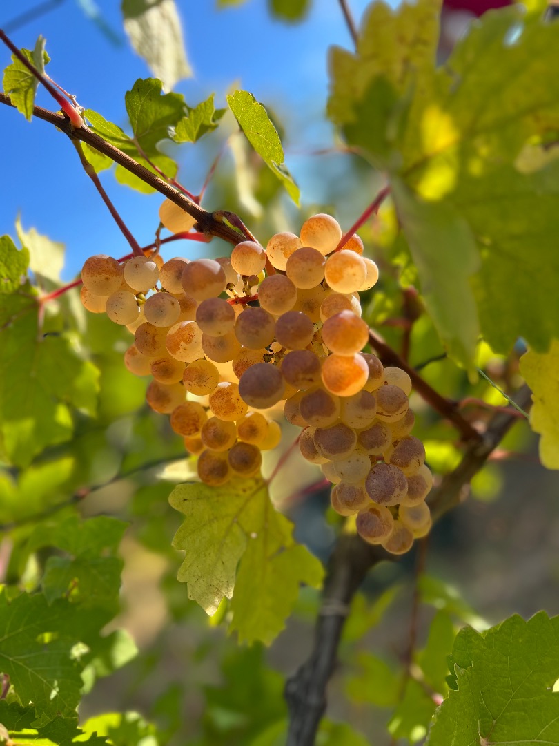 Winogrona najwyższej jakości - Panciu Zone Dostępne odmiany: Fetească Albă Fetească Regală Muscat Ottonel Cabernet Sauvignon Sauvignon Blanc Chardonnay Merlot