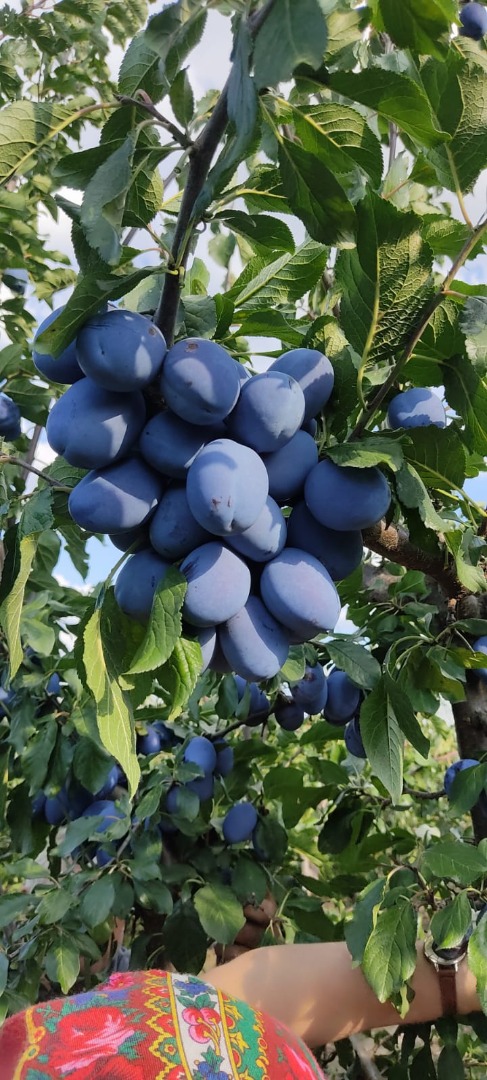 W sprzedaży posiadamy suszone i świeże śliwki ekologiczne 100% bio wilgotność 18/20% kaliber od 45
