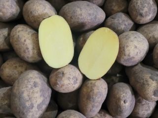 Sprzedam ziemniaki w big bagach, małych workach (20-30kg) Queene