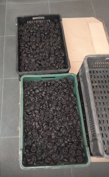 W sprzedaży suszone śliwki: Rodzaj: Stanley Wilgotność: od 18-35% Opakowanie: worek foliowy w kartonie 10/1 kg Ilość: 130 ton Z pestką lub bez Kalibrowane lub
