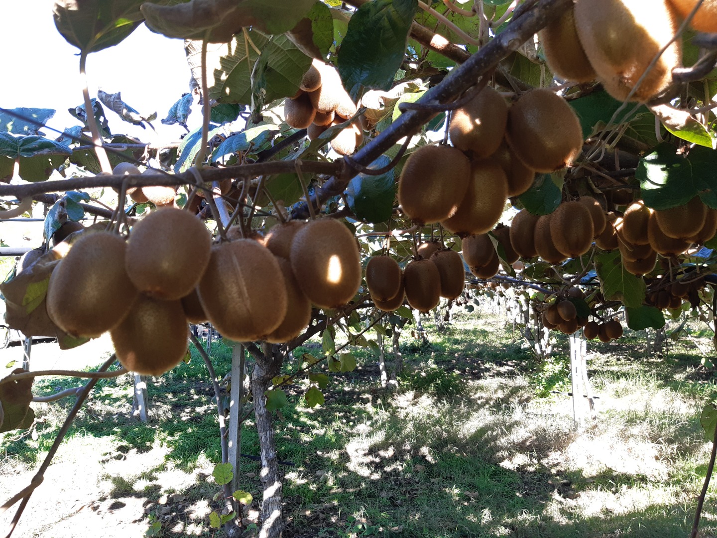 Sprzedam 2023 Hayward produkcja kiwi około 15 ton na roślinę