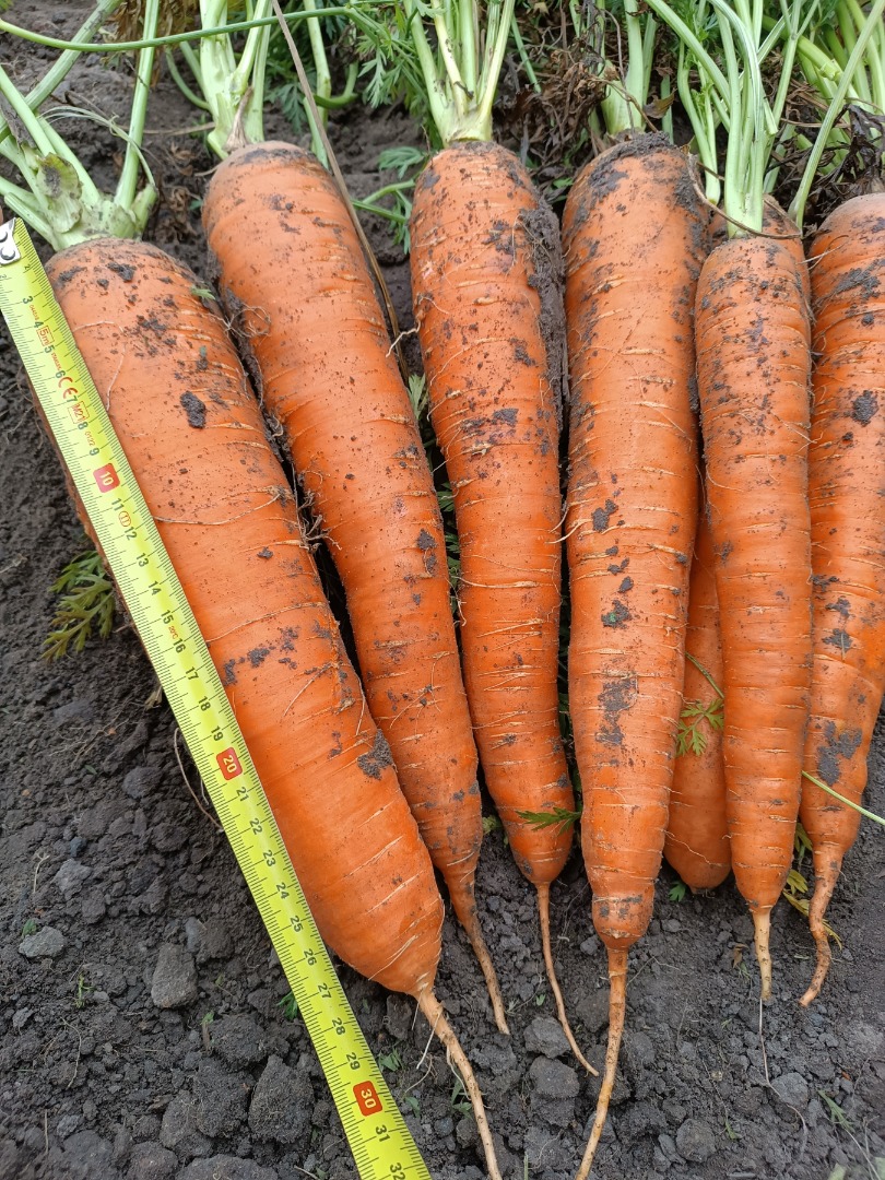 Sprzedam marchew jadalną luzem, odmiana Muleta - 500 ton oraz odmiana Warmia - 200 ton