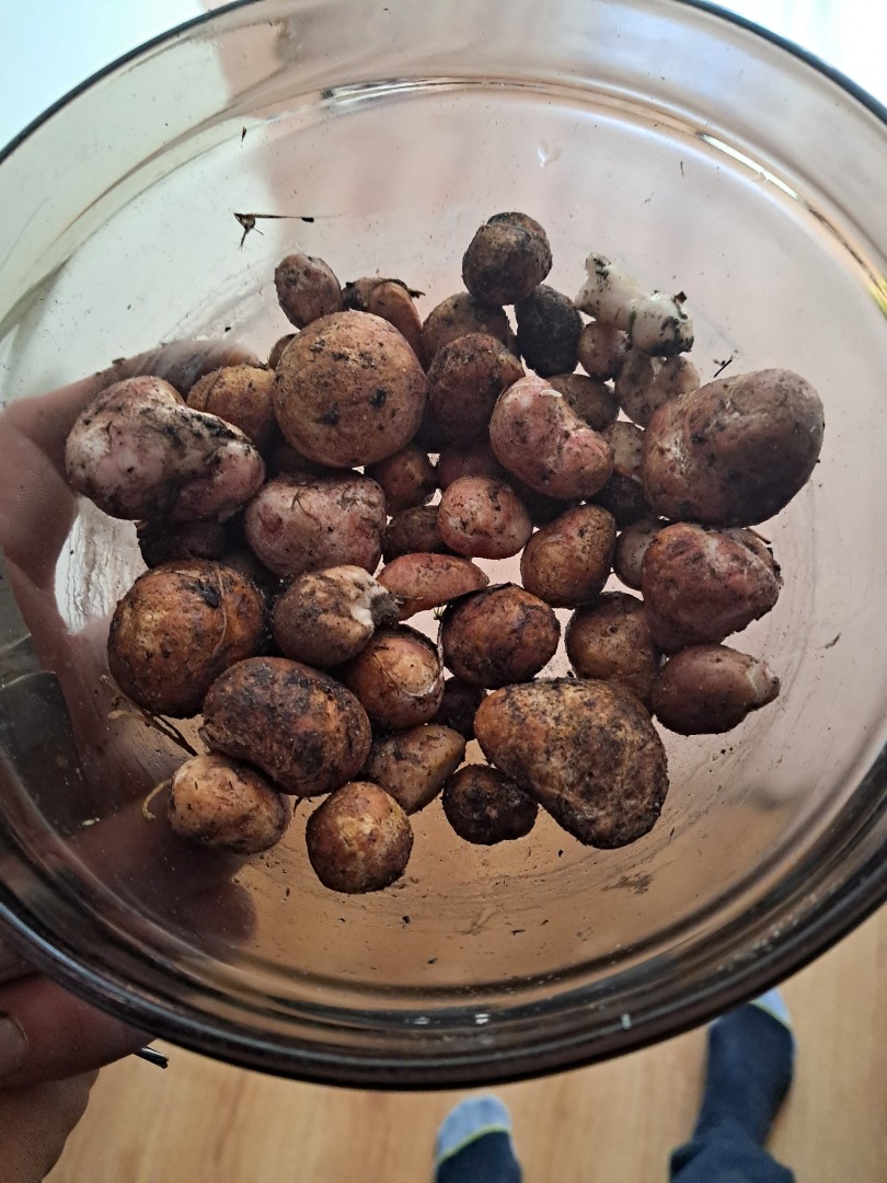 Sprzedam trufle waga 450 g
