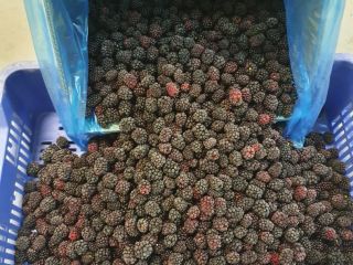 Mrożone jeżyny odmiany Lochness, oczyszczone 80/20. Opakowanie 10kg netto
